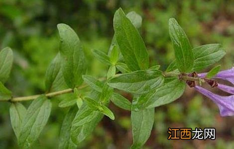 黄芩高产栽培技术要点 黄芩高产栽培技术