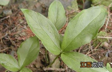 半夏的高产种植技术 怎样种植半夏高产