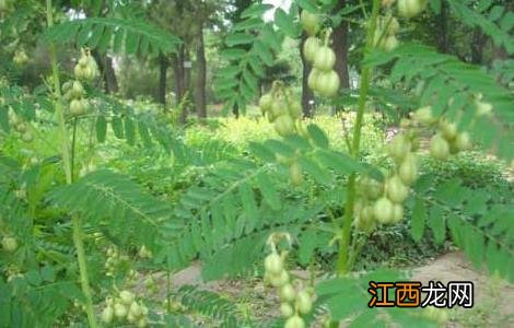 沙苑子高产栽培技术 沙苑子种植技术和亩产量