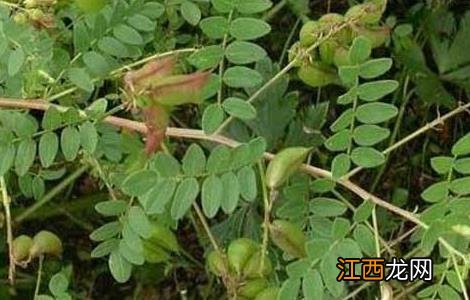 黄芪规范化种植技术 黄芪规范化种植技术视频