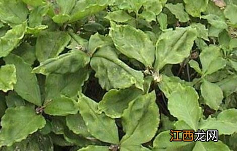 太子参的种植要点 太子参的种植方法