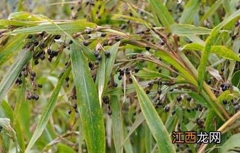 薏苡套种红花与循环改良湿地水土