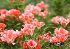 古代稀是什么花 古代稀花图片