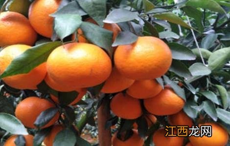 种植沃柑需要注意什么事项 沃柑种植注意事项