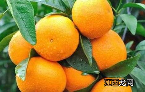 种植沃柑需要注意什么事项 沃柑种植注意事项