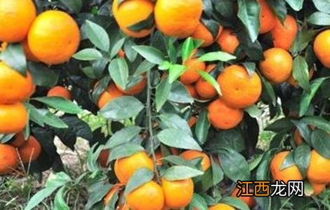 种植沃柑需要注意什么事项 沃柑种植注意事项