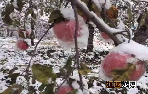 苹果花防倒春寒方法 苹果倒春寒后的管理措施