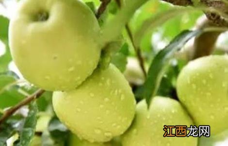 苹果个小什么原因 苹果手机一直出现小苹果