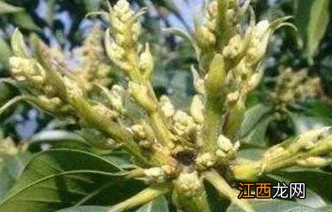 早花芒果树管理要点 芒果花期管理技术要点