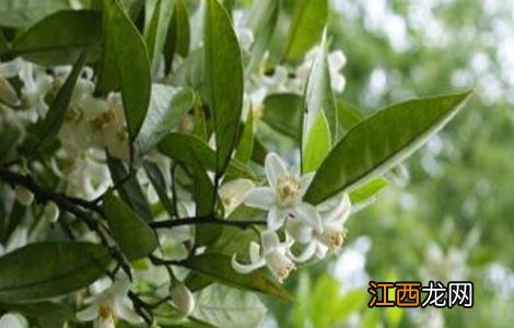 柚子雨后花期管理要点 柚子雨后花期管理