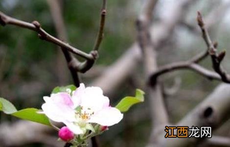 苹果的花果管理技术 苹果开花前管理技术