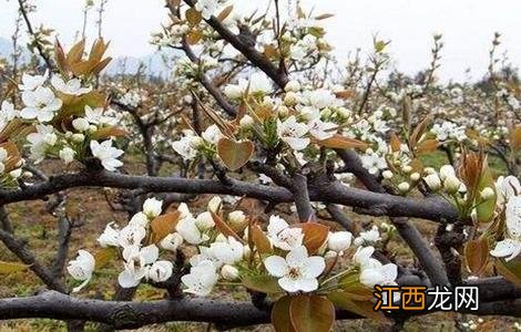 梨树如何疏花疏果 梨树如何疏花疏果图片