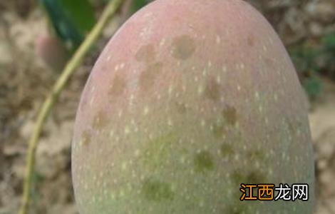 芒果露水斑防治方法和用药 芒果露水斑的防治措施