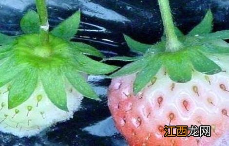 草莓白粉病的防治方法 如何预防草莓白粉病