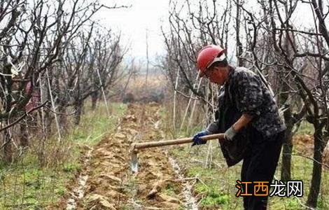 果树土壤板结怎么办 果园土壤板结怎么改善