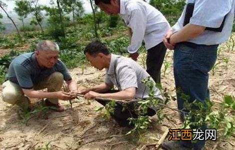 果树土壤板结怎么办 果园土壤板结怎么改善