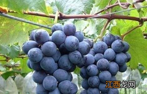 巨峰葡萄的冬季管理技术 巨峰葡萄采收后管理技术