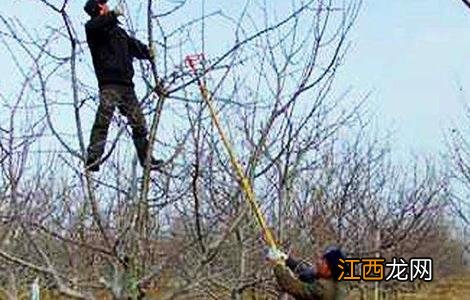 苹果的冬剪技术 苹果冬季修剪方法如下