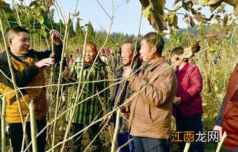 桑葚树修剪技术图解 桑葚树修剪技术