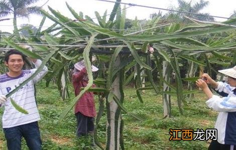 火龙果修剪有什么用 火龙果修剪有什么用处