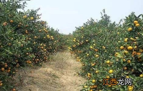 柑橘种植土壤要求是什么 柑橘种植土壤要求