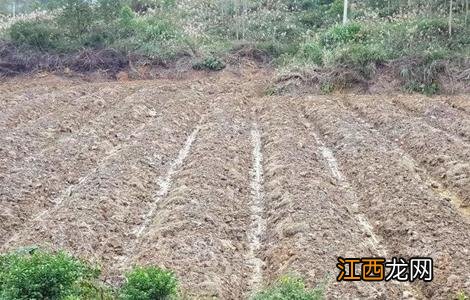 柑橘种植土壤要求是什么 柑橘种植土壤要求