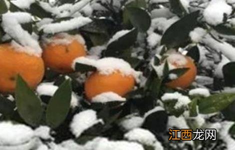 柑橘越冬注意事项 柑橘越冬注意事项和禁忌