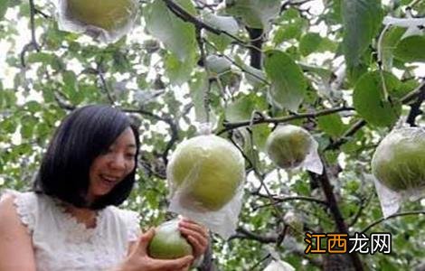 梨树采摘后管理要点 梨树采摘后的管理