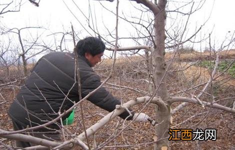 苹果树花前如何复剪 苹果树花前如何复剪叶子