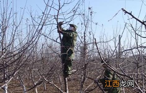 苹果树花前如何复剪 苹果树花前如何复剪叶子