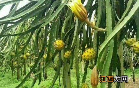 黄皮火龙果种植技术 黄皮火龙果种植条件