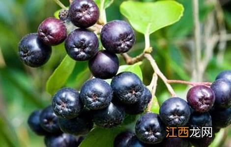 国内野樱莓种植现状 野樱莓的种植环境