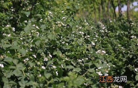 黑莓种植技术和管理 黑莓种植技术和管理视频