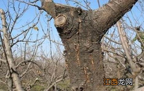 果树冬季刮皮的方法有哪些 果树冬季刮皮的方法