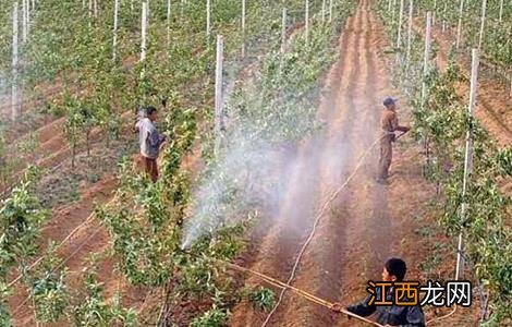 夏季种植苗木注意事项 秋季栽植苗木注意事项