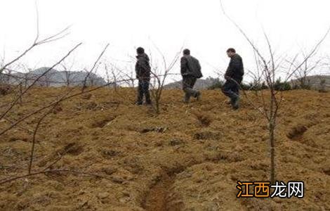 苹果树施肥时间和方法图解 苹果树施肥时间和方法