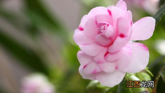 水梅花怎样繁殖 水梅花怎么繁殖