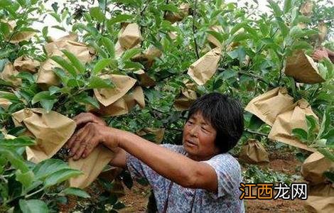 苹果摘袋时间和摘袋后管理要点是什么 苹果摘袋时间和摘袋后管理要点