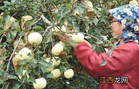 苹果摘袋时间和摘袋后管理要点是什么 苹果摘袋时间和摘袋后管理要点