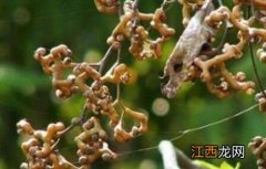 拐枣种植高产措施是什么 拐枣种植高产措施