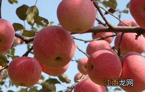 什么品种的苹果口感好 口感最好的苹果品种