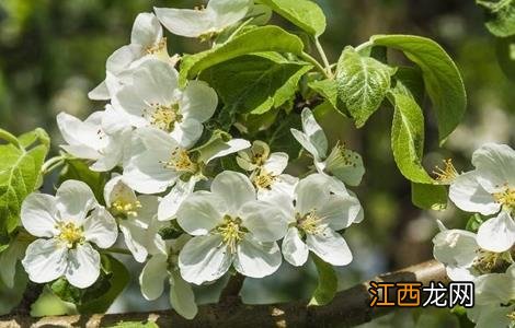 苹果树花期管理要点有哪些 苹果树花期管理要点