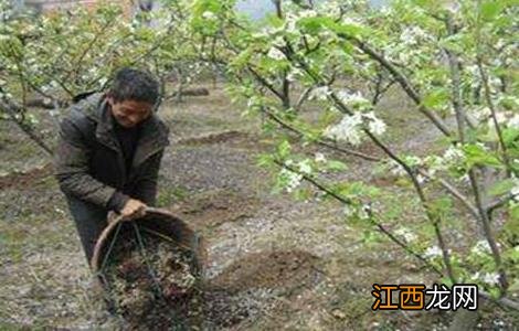 梨树地套种什么比较好管理 梨树套作注意事项