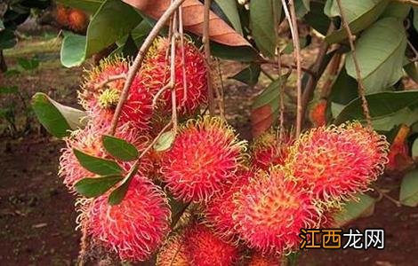 红毛丹对生长环境的要求 红毛丹对生长环境的要求