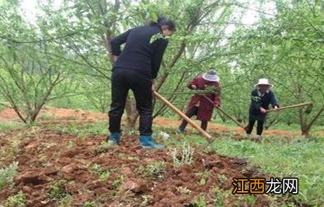 脆红李生长环境 脆红李栽培管理技术