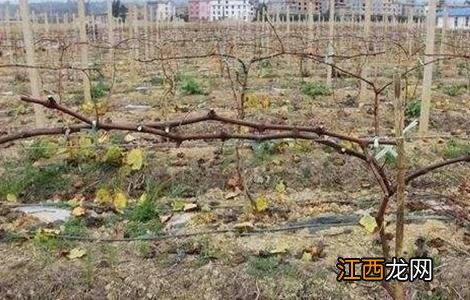 葡萄早衰原因及防治方法 葡萄早衰原因及防治方法视频