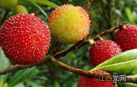 杨梅果园管理技术要点 杨梅果园管理技术