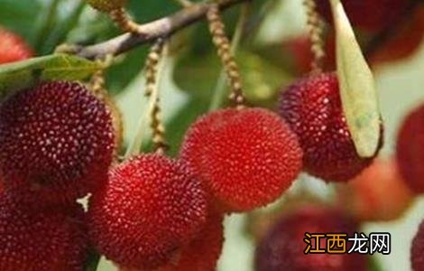 杨梅什么时候施肥最好 杨梅施肥时间和方法