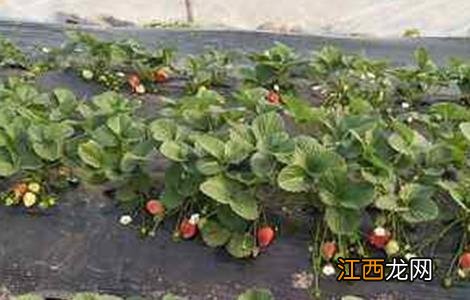 草莓保花保果技术视频 草莓保花保果技术