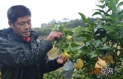 柠檬套袋时间和方法 柠檬密封袋可以放多久